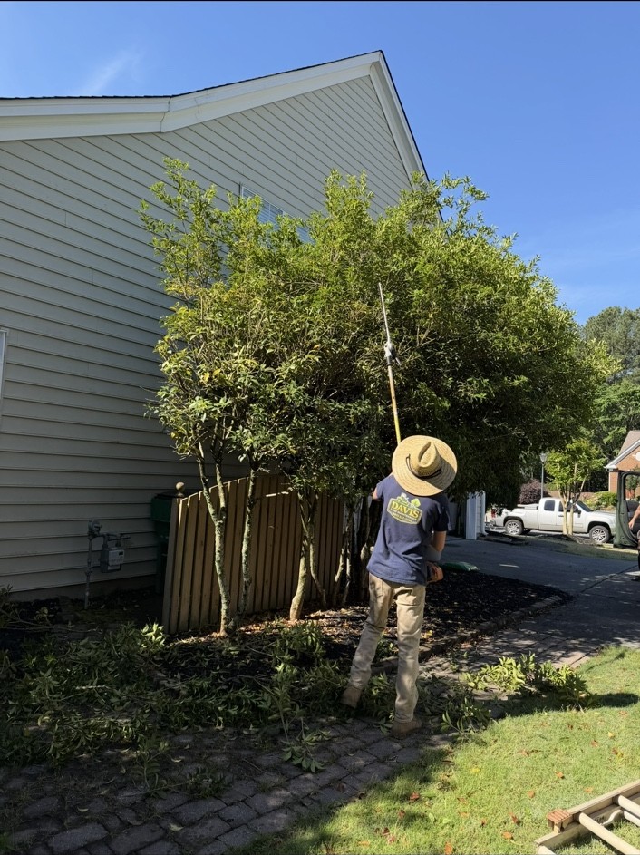 Overgrown shrubs before trimming
